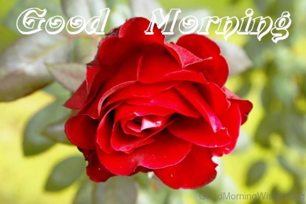 Good Morning Flower Image