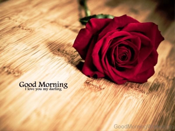 Good Morning Rose Image