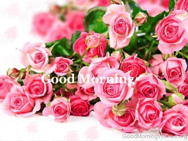 Good Morning Rose Pictures