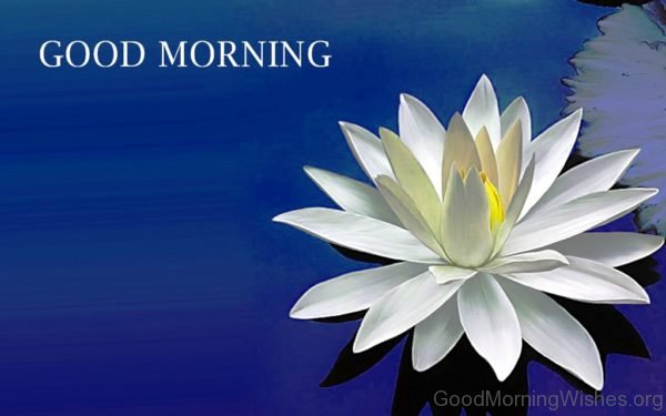 Good Morning Wishes Flower