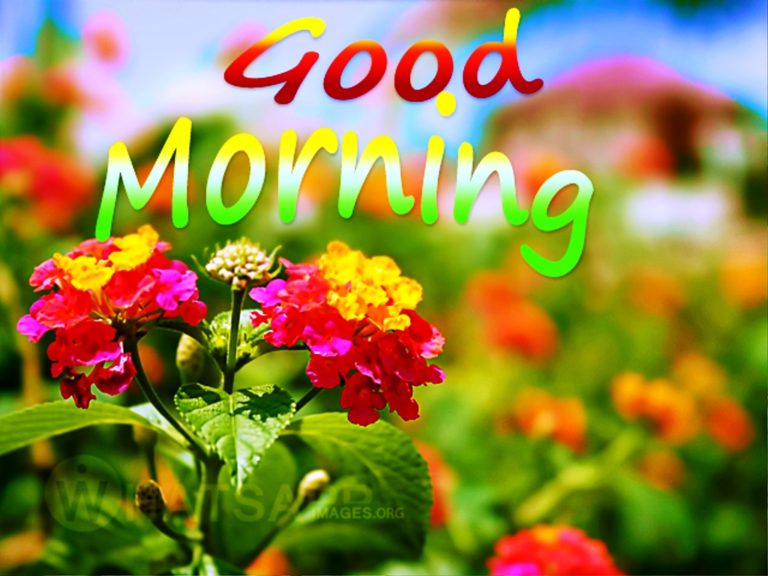162 Lovely Good Morning Wishes With Flowers - Good Morning Wishes
