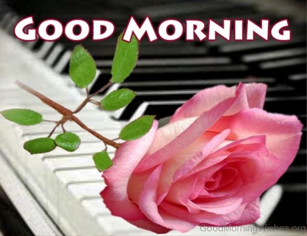Good Morning With Pink Rose Pic