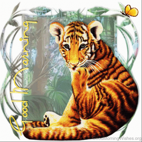 Good Morning With Tiger