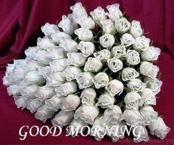 Good Morning With White Rose