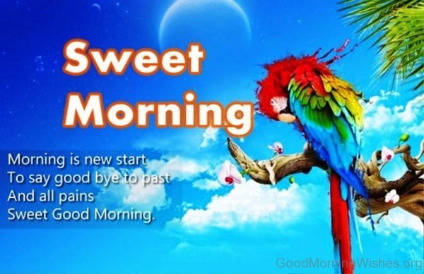 Morning Is New Start To Say Good Bye To Past And All Pains Sweet Good Morning