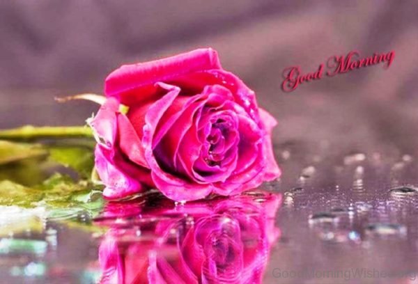 Morning Pink Rose Image