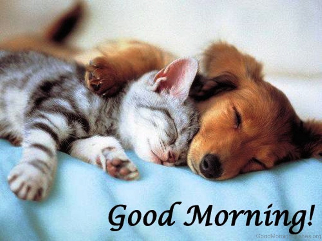 57 Good Morning Wishes For Puppy Lovers - Good Morning Wishes