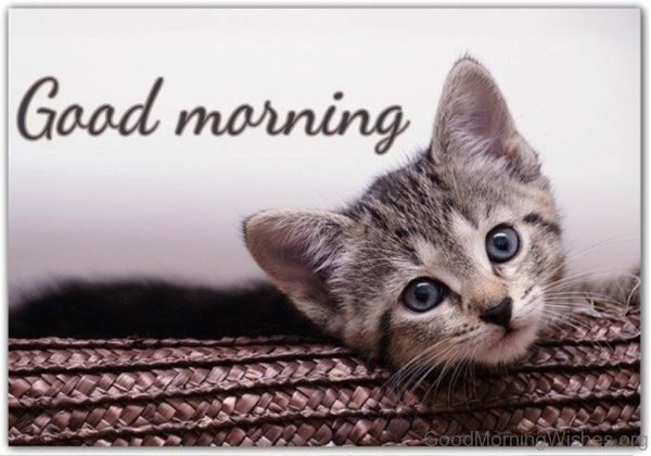 Beautiful Pic Of Good Morning Cat