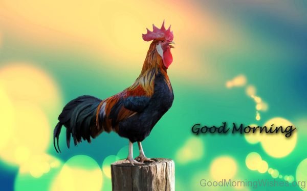 Beautiful Pic Of Good Morning Rooster