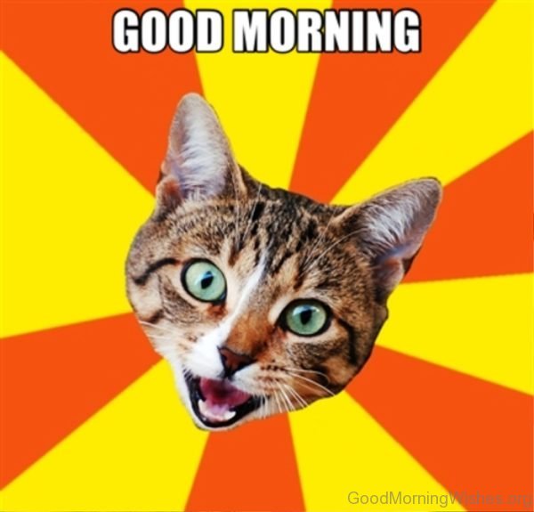 Funny Pic Of Good Morning Cat