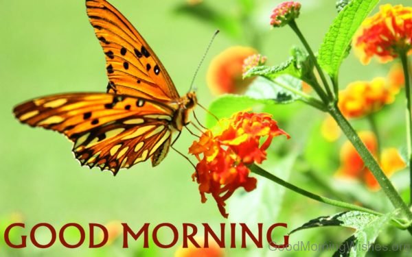 Good Morning Butterfly And Flower