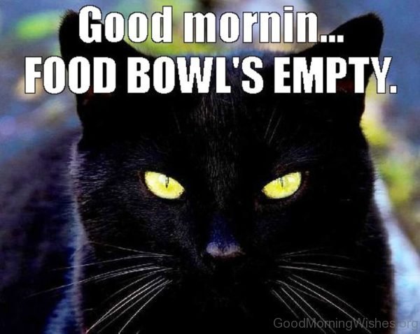 Good Morning Food Bowls Empty