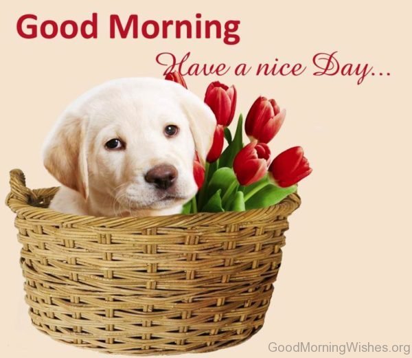 Good Morning Have A Nice Day Pic