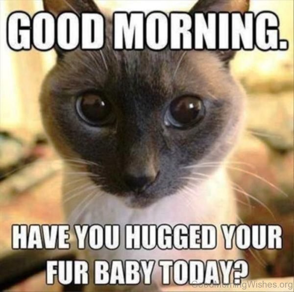 Good Morning Have You Hugged Your Fur Baby Today