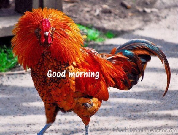 Good Morning Rooster Pic