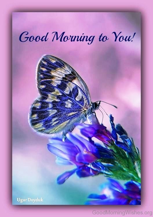 Good Morning To You Butterfly Image