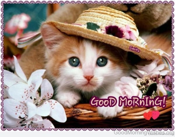 Good Morning With Cute Cat