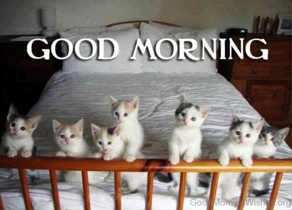 Good Morning With Cute Cat Image