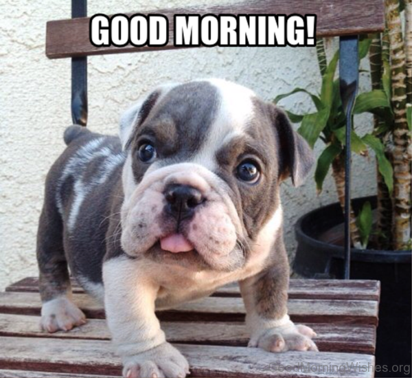 Good Morning With Cute Puppy Pic