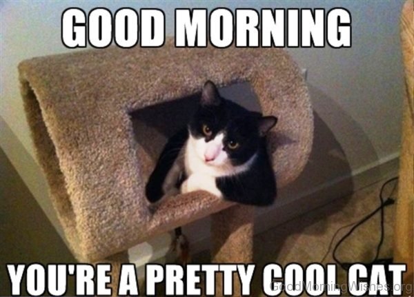 Good Morning Youre A Pretty Cool Cat