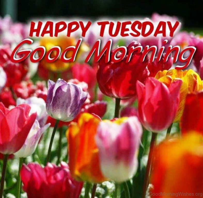 [39+] Good Morning Happy Tuesday Nature Images