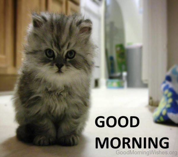 Photo Of Good Morning Cat