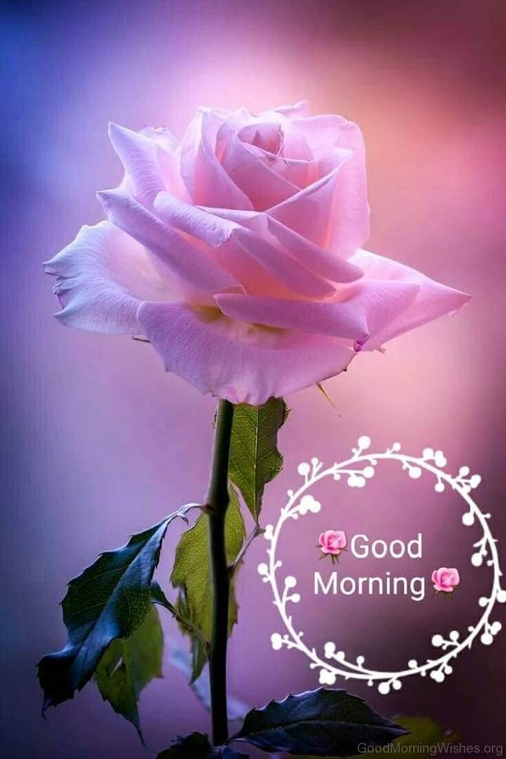 Good Morning Rose4