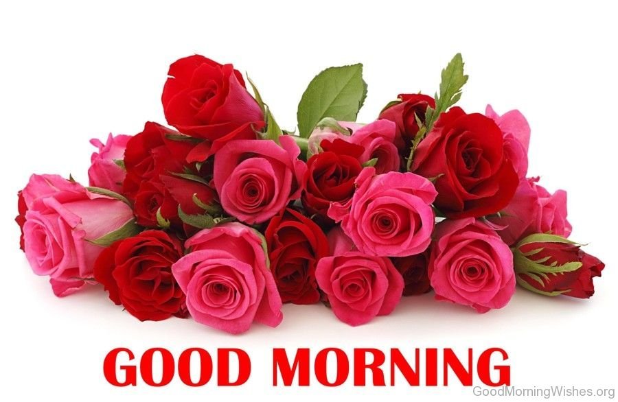 Good Morning Rose5