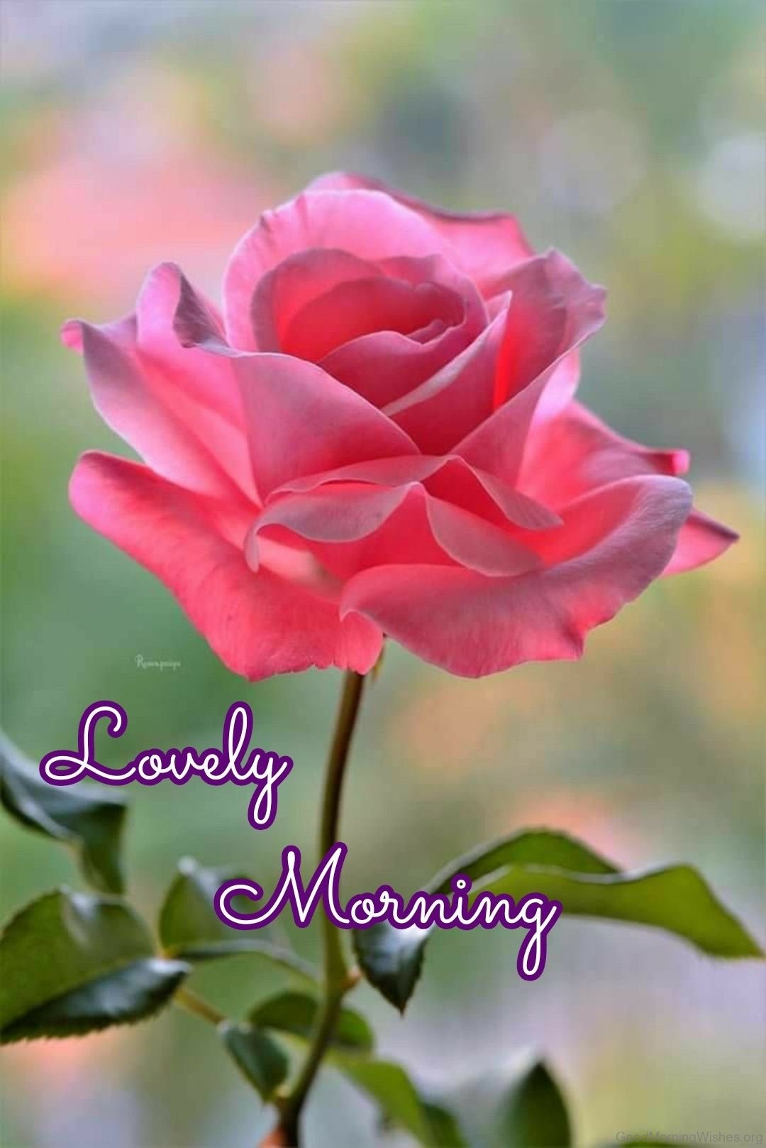 Pink Rose Good Morning5