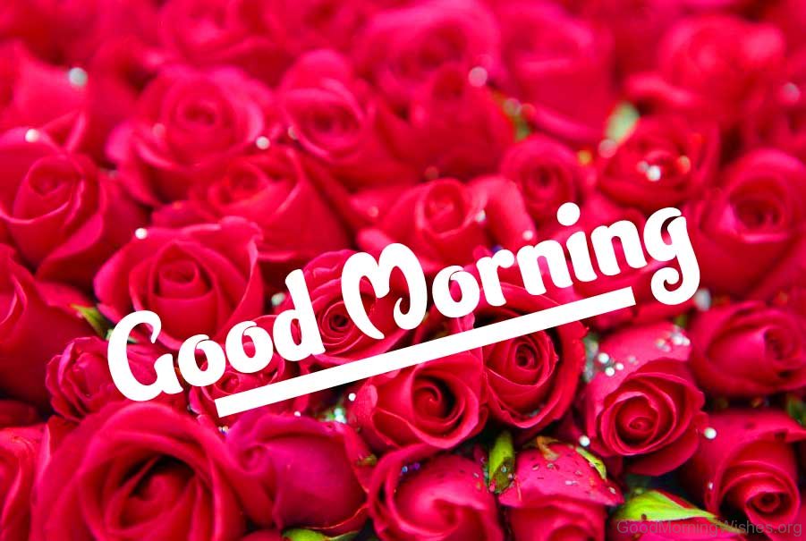 Red Rose Good Morning Images HD Download 26