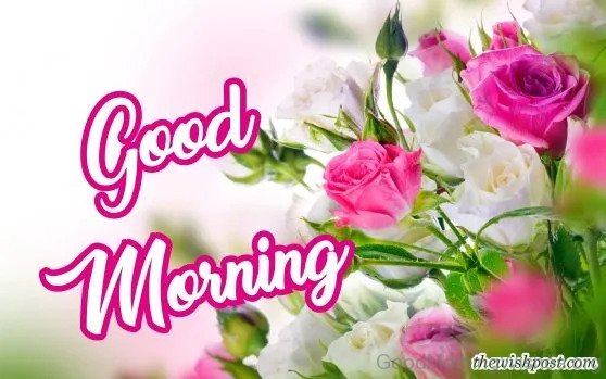 Beautiful good morning with fresh white pink rose flowers wallpaper wishing greeting e cards pictures Images pics photo for friends free download