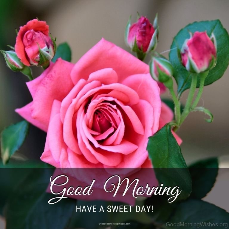 Good morning rose images 18