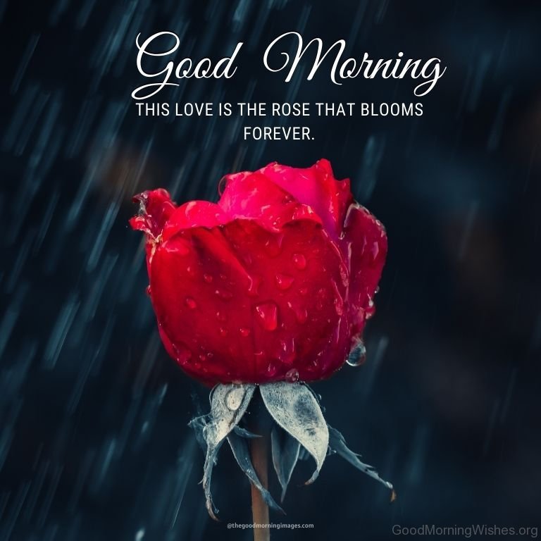 Good morning rose images 7