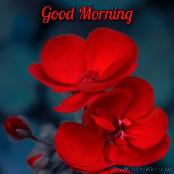 Good Morning Flower New Pictures