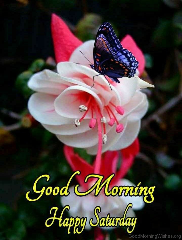 30+ Special Saturday Good Morning Wishes - Good Morning Wishes 30+ Special Saturday Good Morning Wishes - Good Morning Wishes