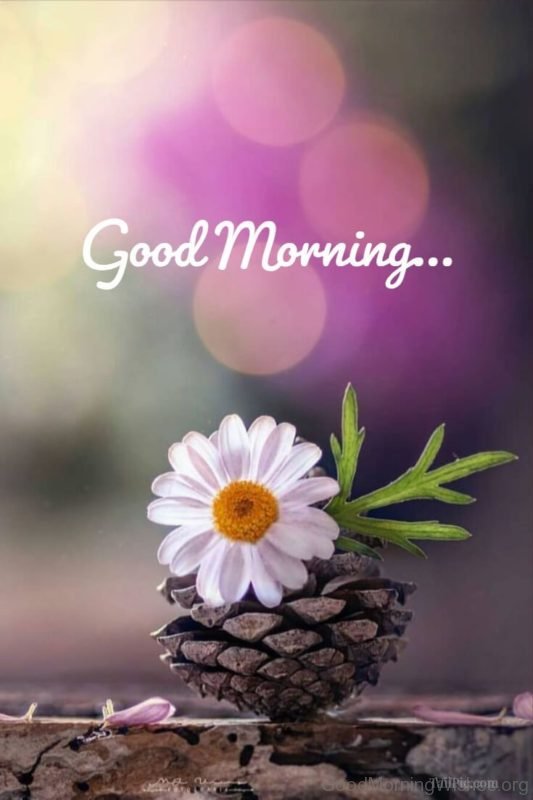 Good Morning Flower Wish