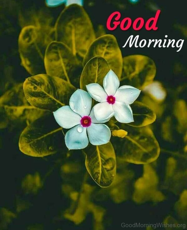 Good Morning With Flower