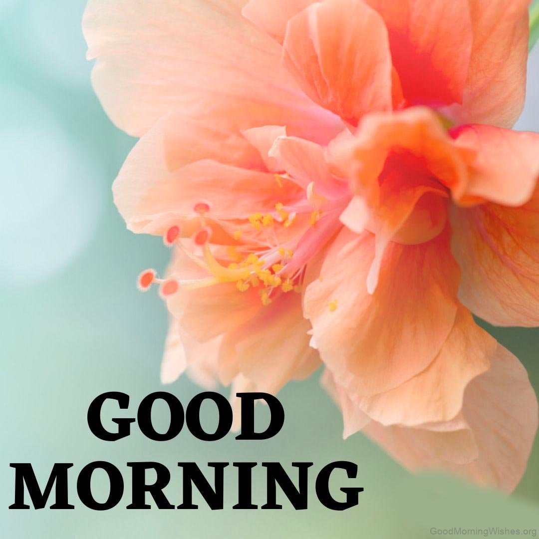 39 Amazing Good Morning Wishes with Flowers - Good Morning Wishes