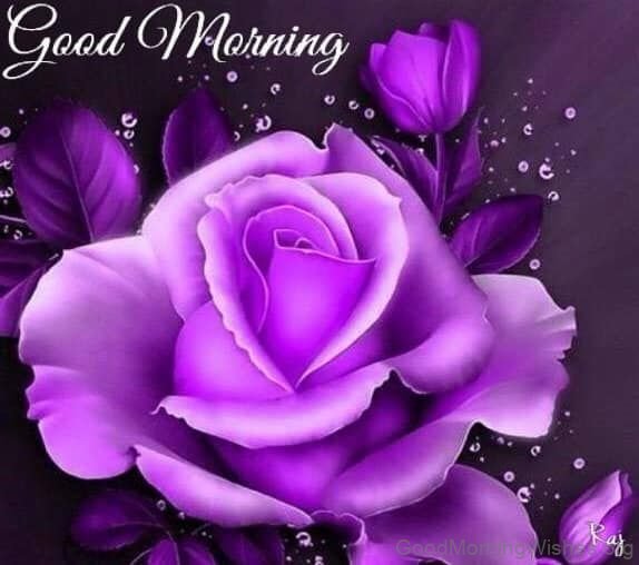 Purple Good Morning Rose