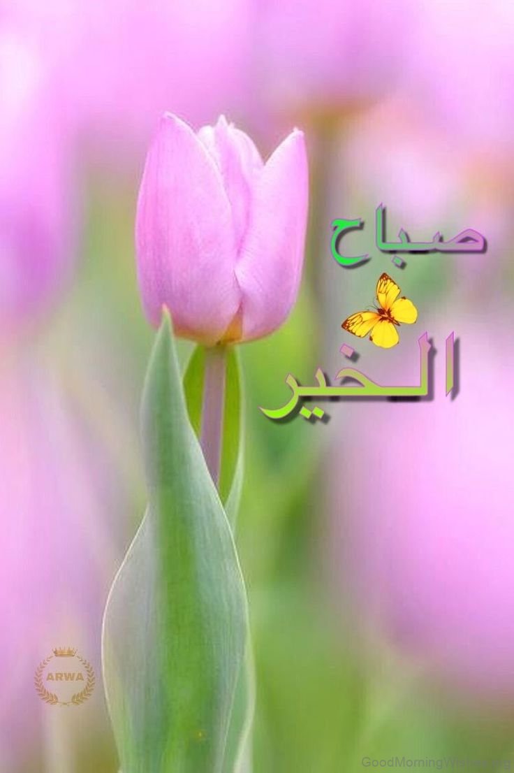 41 Wonderful Arabic Good Morning Wishes - Good Morning Wishes