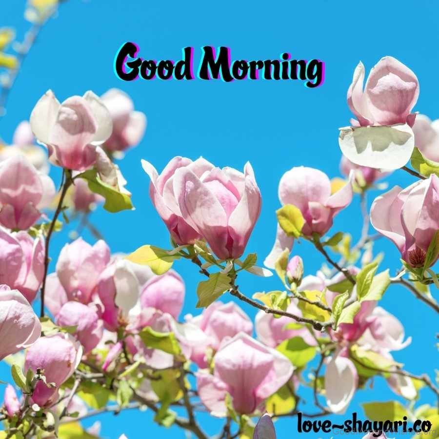 39 Amazing Good Morning Wishes with Flowers - Good Morning Wishes