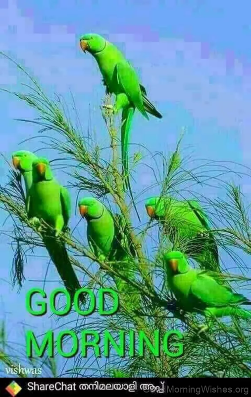 Good Morning Beautiful Parrot