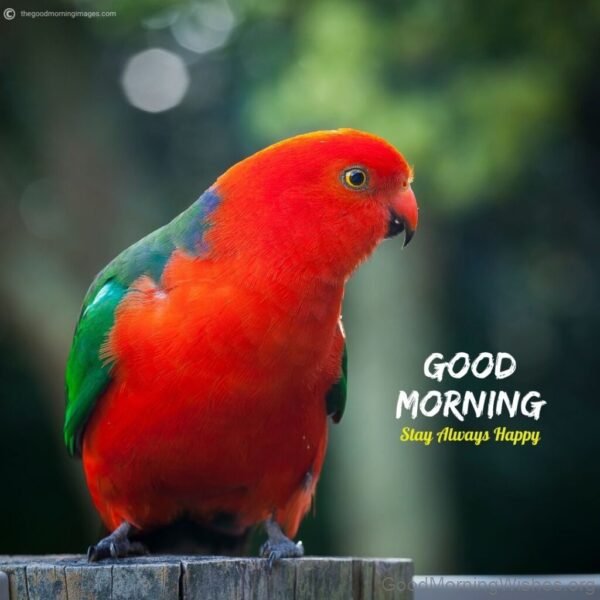 Good Morning Beautiful Red Parrot