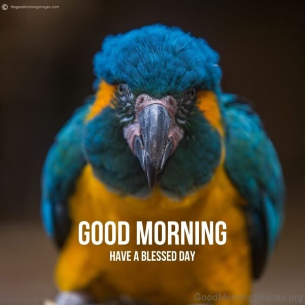 Good Morning Blue And Yellow Parrot