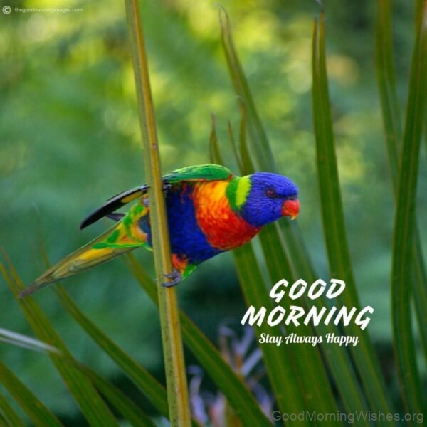 Good Morning Colorful Parrot