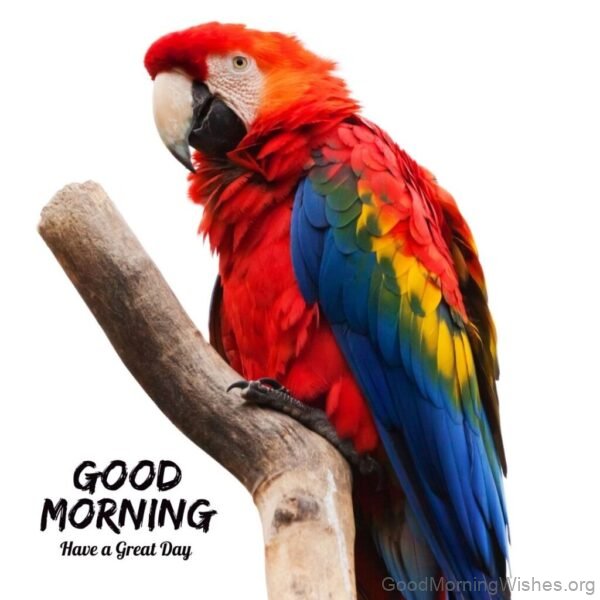 Good Morning Wild Parrot