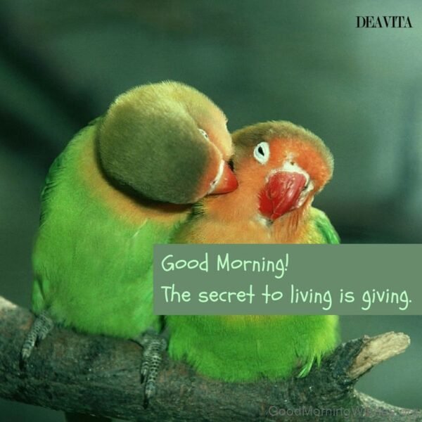 Good Morning With Beautiful Parrot Pair