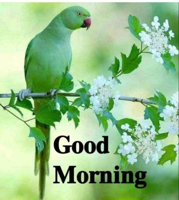 Good Morning With Green Parrot