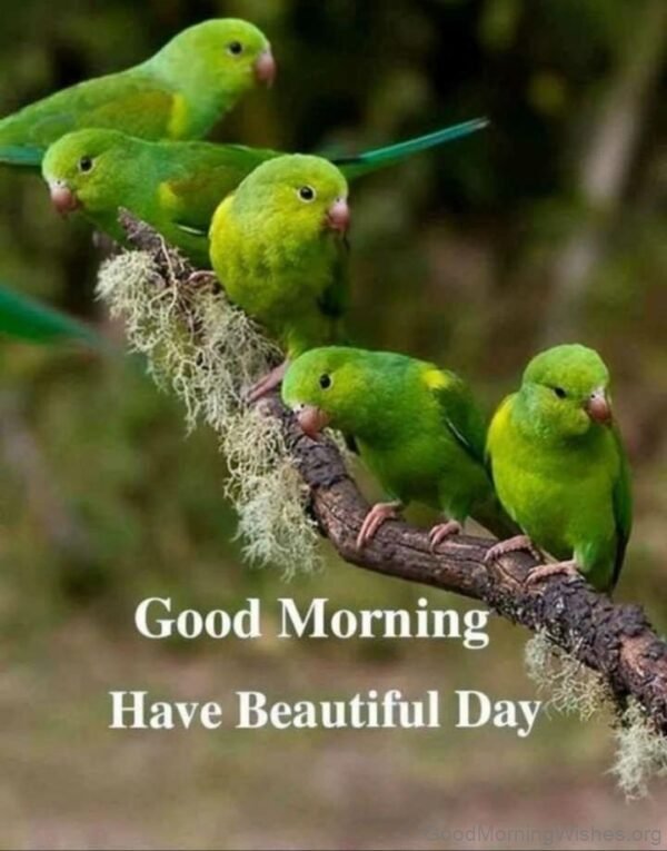 Good Morning With Lovely Parrot