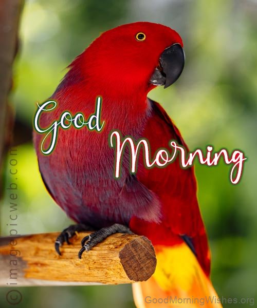 Good Morning With Red Parrot